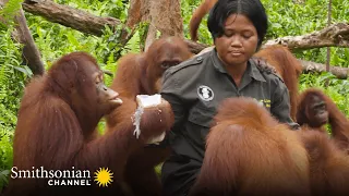 A Cheeky Orangutan Can Be Sneaky 🍼 Orangutan Jungle School | Smithsonian Channel