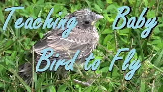 Teaching Baby Bird To Fly