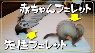 赤ちゃんフェレットと先住フェレットの遊び（２歳０ヶ月・０歳３ヶ月）　ferret!!! Baby ferret and adult ferret