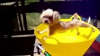 Собаки не хотят купаться :)