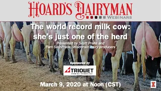 The world record milk cow: she’s just one of the herd