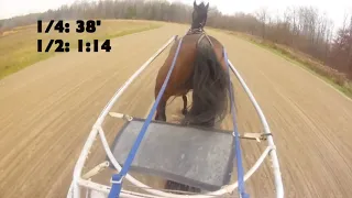 Standardbred training - trotter