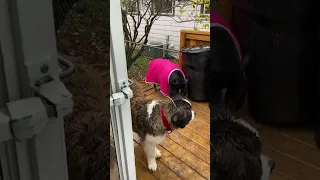 Mabel and Ludo enjoying the rain ☔️