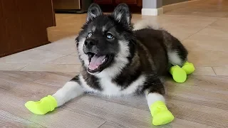 Funny Huskies Try Shoes For The First Time!