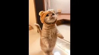 Funny Pets on TikTok That Will Brighten Up Your Day, Funny cats 2022