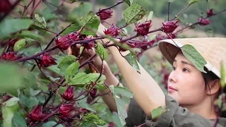 Roselle, ruby red flowers with a sour and fruity taste