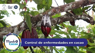 Control de enfermedades en el cultivo de cacao | CNCH