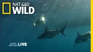 Sharks and Surfers | Shark Attack