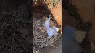 Кролики - это не только ценных мех, Супер мамка #baby #hare #bunny #rabbit