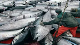 Bluefin Tuna Farm - Workers Harvest and Tuna processing in Factory!!