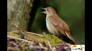 forest bird sound fx