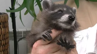 Racoon