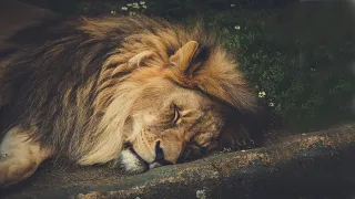 The Tokens - The Lion Sleeps Tonight - with lyrics   - Music & Lyrics