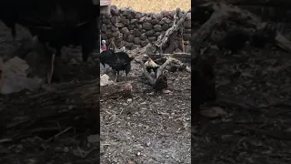 Turkey vs Male Chicken