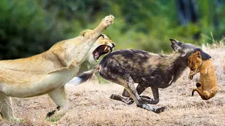 Lion Baby 🐾 Vs wild dog | Wild Dogs Take Revenge on a Lioness And Here Cub