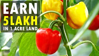 Capsicum Farming / Bell Pepper Cultivation | Sweet Pepper / Shimla Mirch Farming