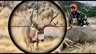 Black Hills Public Land Monster Mule Deer | Wyoming 2020 | 4K