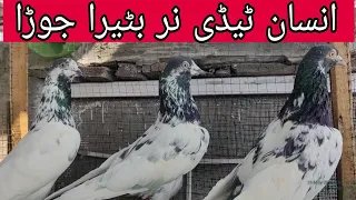 انسان ٹیڈی نر بٹیرا جوڑا