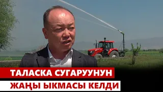 Таласка сугаруунун жаңы ыкмасы келди