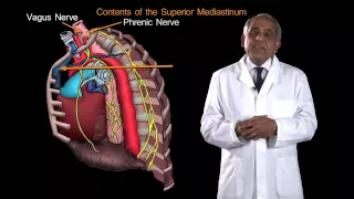 Funky Anatomy EXAM QUESTIONS Mediastinum