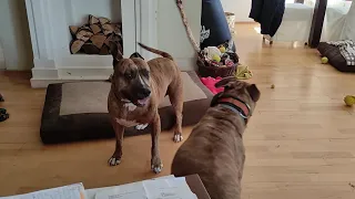 Amstaff vs Pitbull