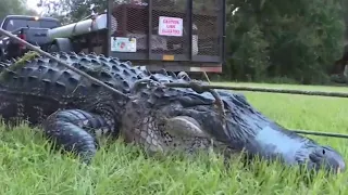 Florida woman says gator ate her 100-pound dog