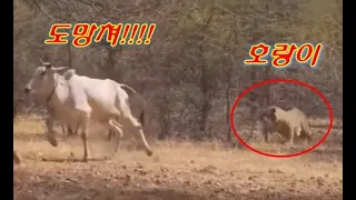 Ep.93 호랑이 물소 사냥, 호랑이 명예회복, 표범과 물소 대결!! tiger buffalo hunting, 인도 호랑이