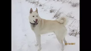 С Тунгусом в поле