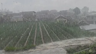 Very Heavy Rain Accompanied by Thunder Pouring My Village || Rain Relaxation Makes the Mind Calm