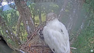 Angel the Leucistic Red Tailed Hawk 07.06.2023 08:52