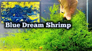 The Very Best Blue Dream Shrimp - Sorting Some of the Best Shrimp I Own