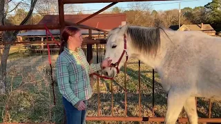 Catching and picking up hooves