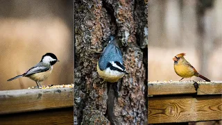 Chill POV Bird Photography / Sony A6000 / Sony 70-350mm