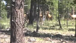 Huge Arizona Bull