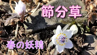 福寿草・節分草・日本水仙 ~春を告げる妖精たち~ 2022年2月16日 Spring Ephemeral : 『御嶽山神社』『四季の森 星野』『みかも山公園（三毳山）: 4K