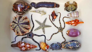 Catch fish and hermit crabs, snails, conch, crabs, starfish ornamental fish sea fish pearl goldfish