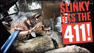 Monitor Lizard Habitat Tips with Slinky!