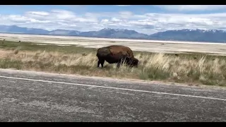 Visiting Antelope Island With All Of The Bison "Field Trip Friday" (Things To Do In Utah)