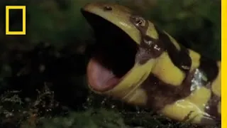 Animal Attack! "Deadly" Tiger Salamander Hunts|  National Geographic