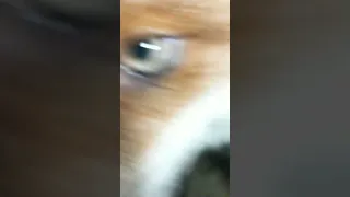 Fox Nose Bumps Camera