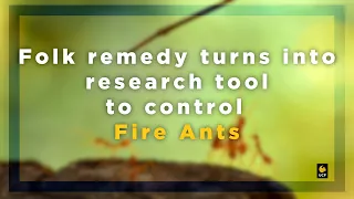 Folk Remedy turns into Research Tool to control Fire Ants
