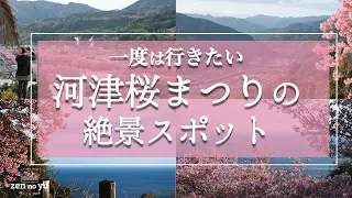 【穴場】上から河津桜を眺める!?河津町が誇る絶景スポットで感動してきました！