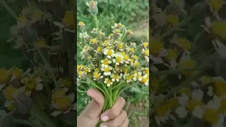 flower crown dari tanaman asli