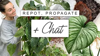 Late Night Plant Chores 🌙 Repot Propagate and Chat 🌿