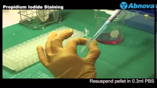 Propidium Iodide Staining