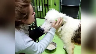 He didn't understand why the owner did that to him when he loved unconditionally