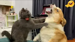 Funniest Cats And Dogs Videos 😁 Best Funny Animal Videos 2023 😅 Part 123