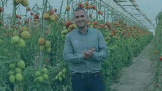Agricultores de #Almería confían en el tomate pera Obelix | Conoce la experiencia de Sergio Romera