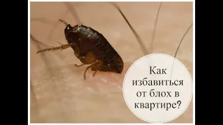 Как избавиться от блох в доме. How to get rid of fleas in the house