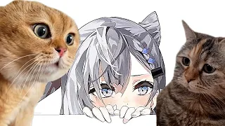 Cat Meme.. But Zeta Voice 【Vestia Zeta】